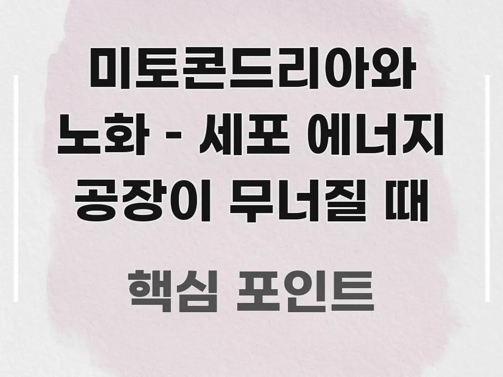 미토콘드리아와 노화 – 세포 에너지 공장이 무너질 때 핵심 정보 중심의 핵심 키워드 시각화 이미지